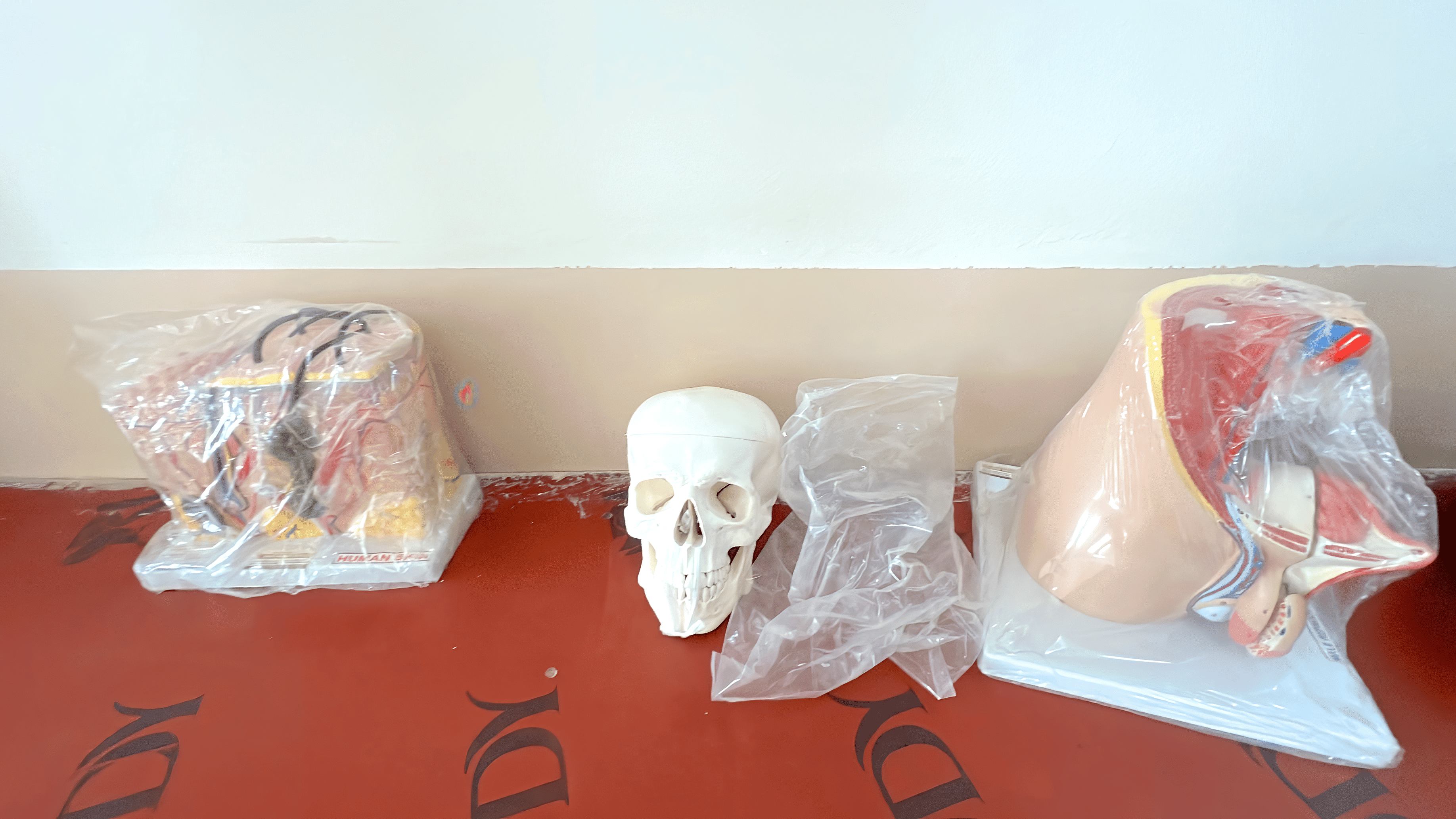 Anatomy Lab